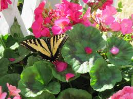 Cool Season Annuals For South Florida-geranium-flowers