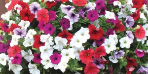 Cool Season Annuals For South Florida-pentunia-flowering-plants