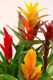 How To Care For Bromeliads Outdoors-Bromeliads