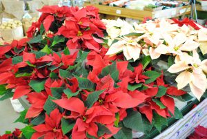 How To Prune Poinsettias-poinsettias-plants