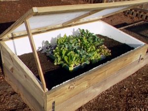 Fall Gardening In A Cold Frame Garden In South Florida-a-cold-frame-box