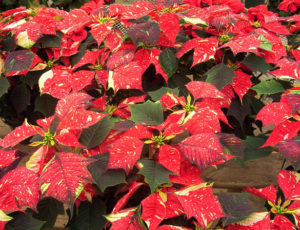 How To Control Poinsettias Insect Pests And Diseases-poinsettias