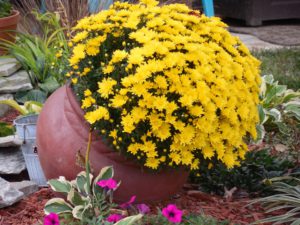 Plant A Spring Garden-flowers-in-a-container