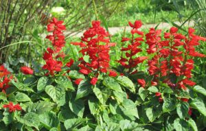 Flowers To Plant In The Fall In South Florida-salvia-flowers