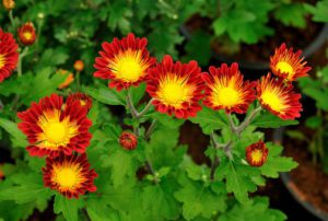 Cool Season Annuals For South Florida-dianthus-flowers