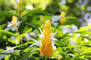 Flowers To Plant In The Fall In South Florida-shrimp-plant