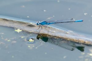 How To Create A Mini Pond-damselfly-in pond