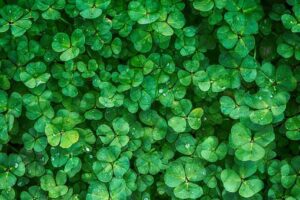 PlantsThat Add Nitrogen To Soil-clover-plant