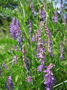 Plants That Add Nitrogen To Soils-hairy-vetch-flowering-plants