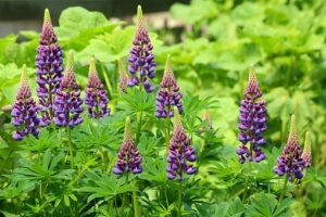 Plants That Add Nitrogen To Soil-lupins-plants