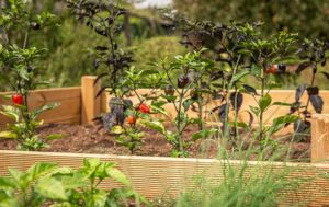 Prepare Your Garden For The Fall-raised-bed-garden