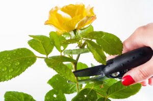 How To Prune Flowers-pruning-rose-flowers