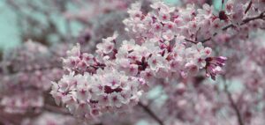 Autumn Blooming Cherry Tree For Sale-autumn-cherry-tree