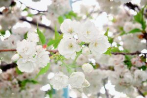 Autumn Blooming Cherry Tree For Sale-autumn-cherry-tree