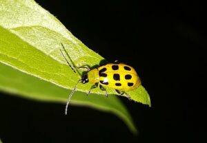 Fall Garden Pests In South Florida-cucumber-beetle