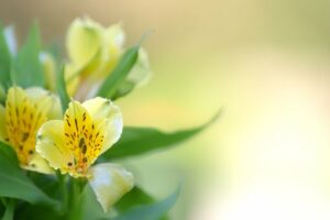 Orchids To Plant In The Fall In South Florida-epidendrum-orchids