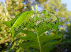 Fall Garden Pests In South Florida-fall-web-worm