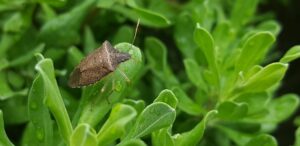 Fall Garden Pests In South Florida-stink-bug