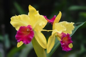 Orchids To Pkant In The Fall In South Florida-cattleya-orchids