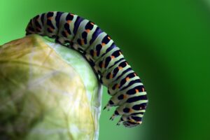 Fall Garden Pests In South Florida-cabbage-worm