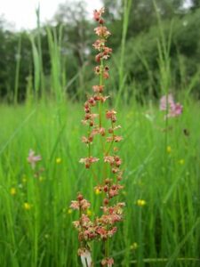 Plants That Cause Fall Allergies-sheep's-sorrel