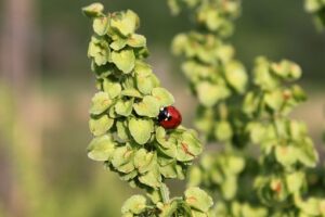 Plants That Cause Fall Allergies-curly-dock