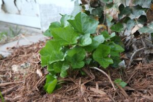 Applying Mulch To Fall Vegetable Garden In South Florida