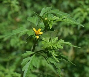 Plants THat Cause Fall Allergies-jacob-ragweed