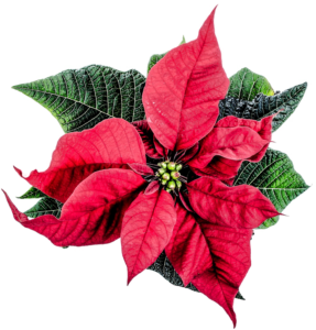 How To Get Poinsettias To Rebloom-a-poinsettia