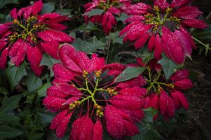 How Poinsettia Plants Are Propagated-poinsettias