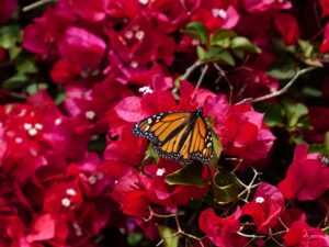 How To Prune Dwarf Bougainvilla-butterfly-sucking-nectar-from bougainvella