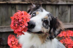 Blue Daze Toxic To Dogs-a-dog-with-flowers