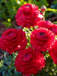 Spring Flower Bulbs-persian-buttercup-flowers