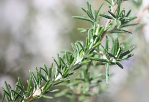 Rosemary herb-rosemary- tea- health- benefits