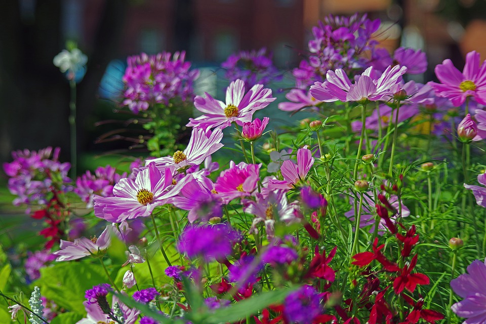 Annuals-garden-flowering-plants