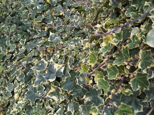 Algeria ivy-interior plantscape