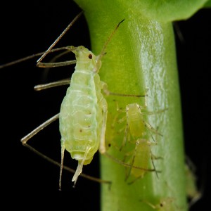 Aphids on garden plants-insects-pest