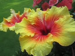 Propagating Hibiscus From Cuttings-hibiscus-flowers