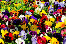 Winter Garden Flower Garden Ideas-beautiful-pansies