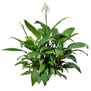 Peace Lily-peace-lily-care