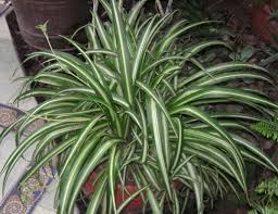 Hard To Kill House Plant-spider-plant