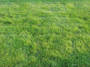 Zoysia grass-grasses