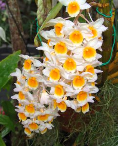 Yellow and white dendrobimus orchid-orchids-and-their-place-in-the-landscape