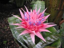 Bromeliad Flower Turning-Brown-fasciata-bromeliad