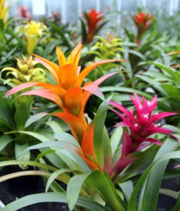 Bromeliads-office-plant-care