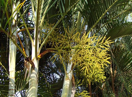 Areca Palm-areca-palm-care