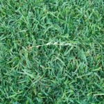 Centipede grass-turf-disease