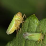 SpittleBugs-turf-insects-and-there-control