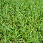 Zoysiagrass-turf-disease