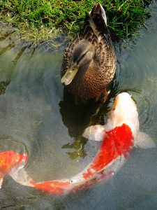 Pond fish-build-a-back-yard-fish-pond